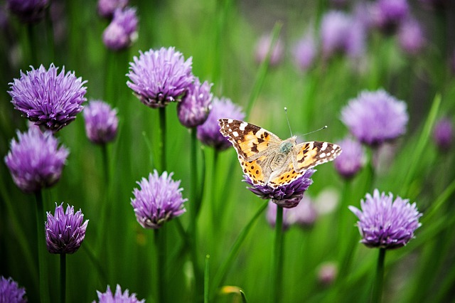 motýl na květu
