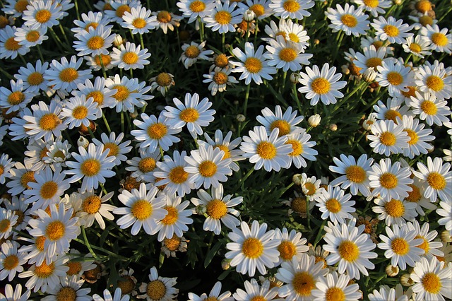 bílé květy heřmánku